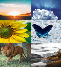 nature collage